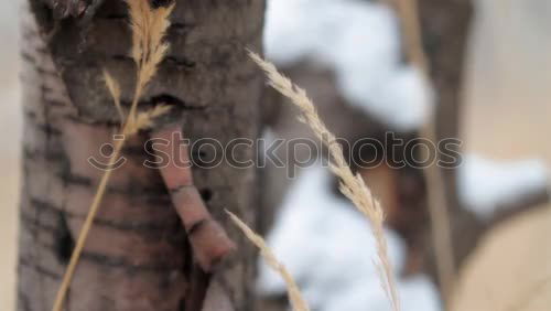 Similar – Image, Stock Photo Curious domestic cat walking on a wooden fence in the backyard