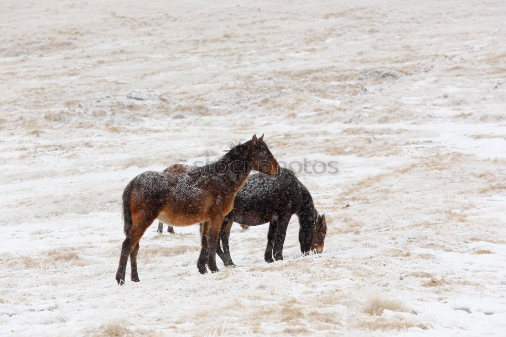 Similar – Image, Stock Photo alone in the cold Nature