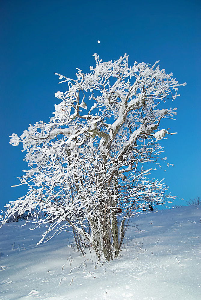 Similar – Image, Stock Photo tree iced Nature