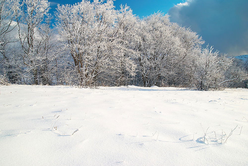 4. Jahreszeit Winter