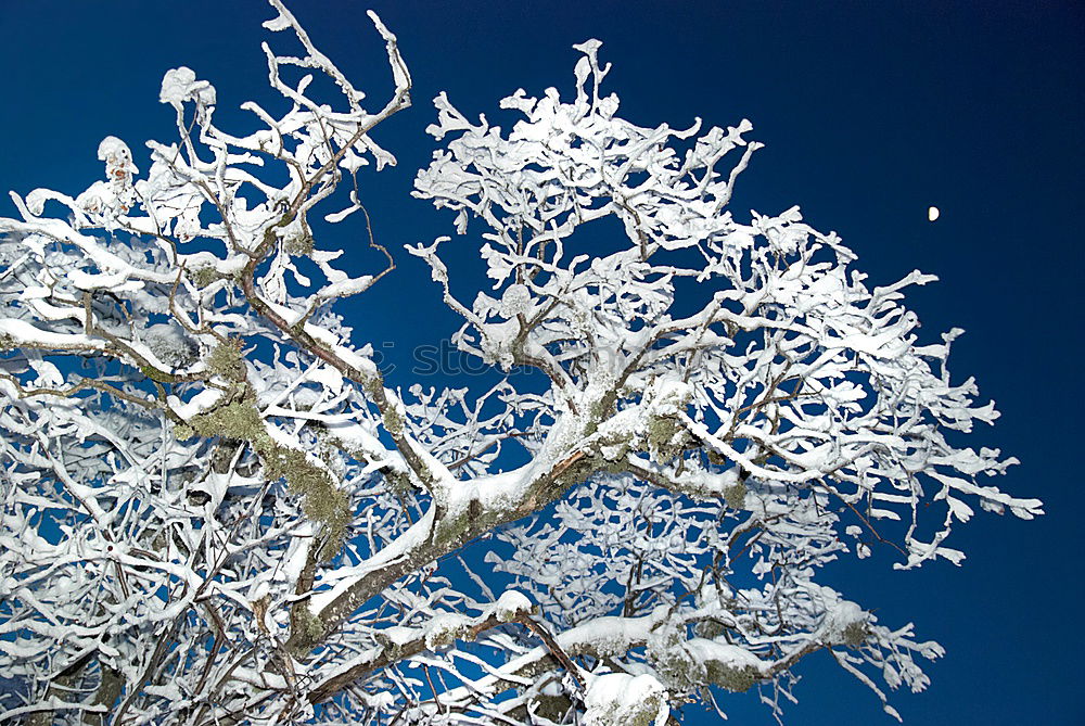 Similar – Image, Stock Photo tree iced Nature