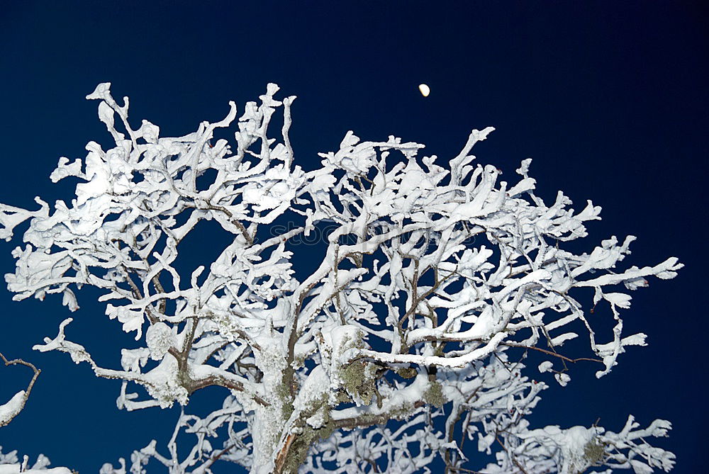 Similar – winter bamboo 1 Winter