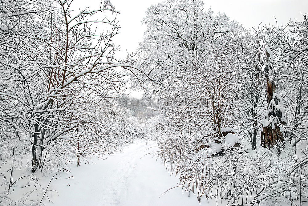 Similar – Image, Stock Photo Climate change I Winter