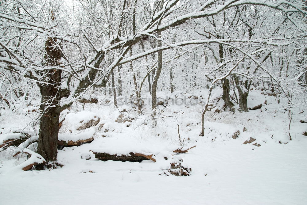 Similar – Quiet splashing in the snow