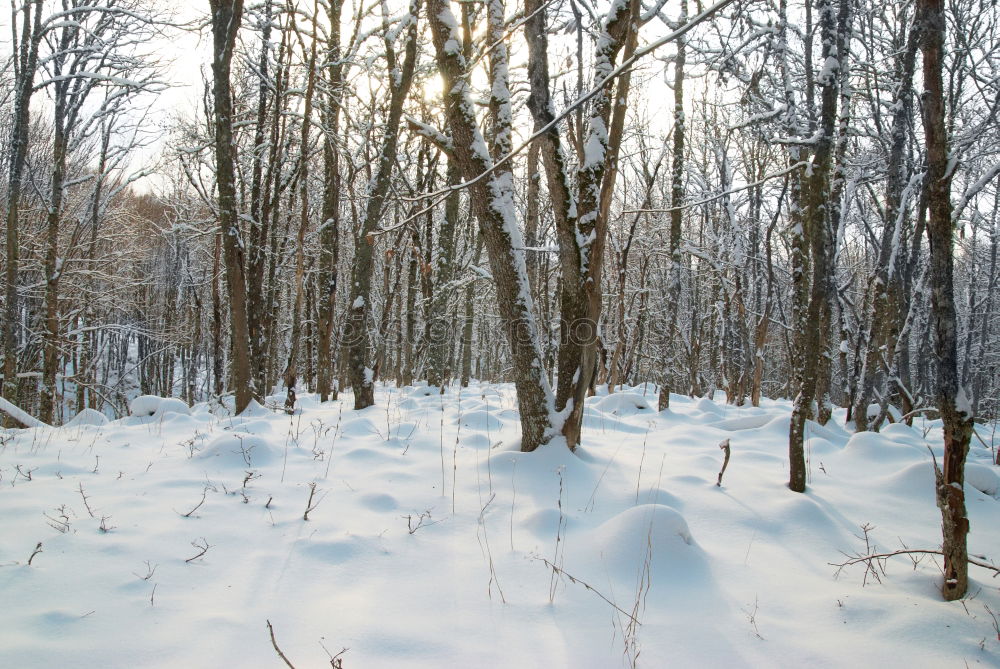 Similar – Foto Bild winterliche landschaft I