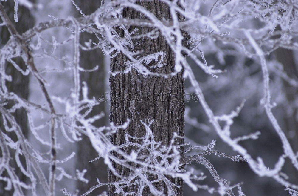 Similar – Foto Bild Winter Schnee eins Zaun