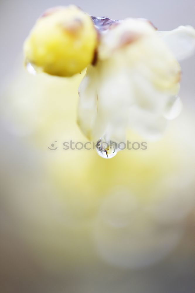 Similar – Image, Stock Photo silent Nature Plant Flower