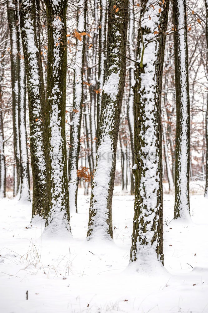 Similar – vorher/nachher Winter