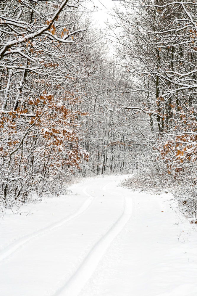 Similar – Image, Stock Photo Tracks in the snow Winter