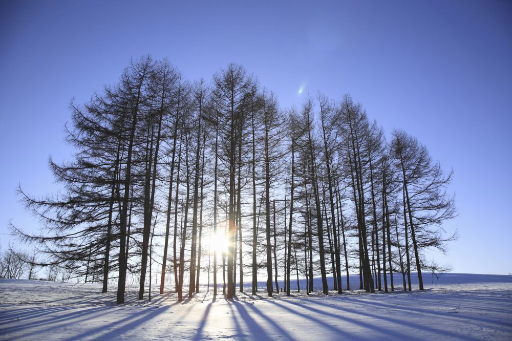 Similar – Nordic Winter Dämmerung