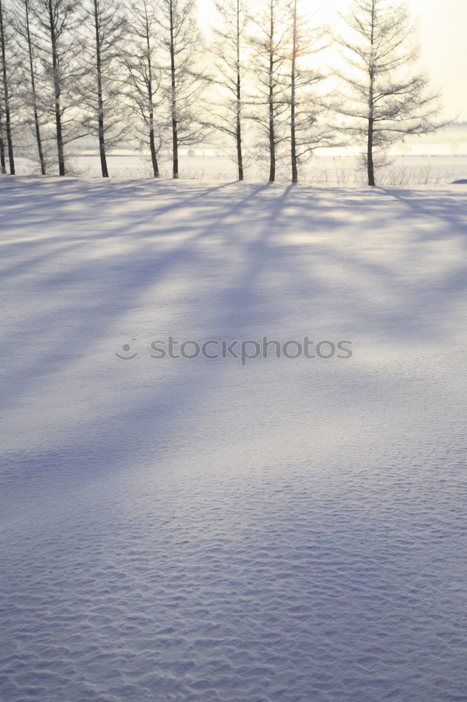 Similar – Plant shade Winter Shadow