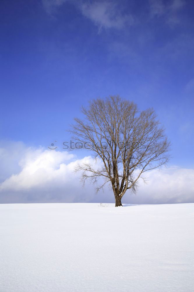 Similar – weiß/blau Baum Schnee