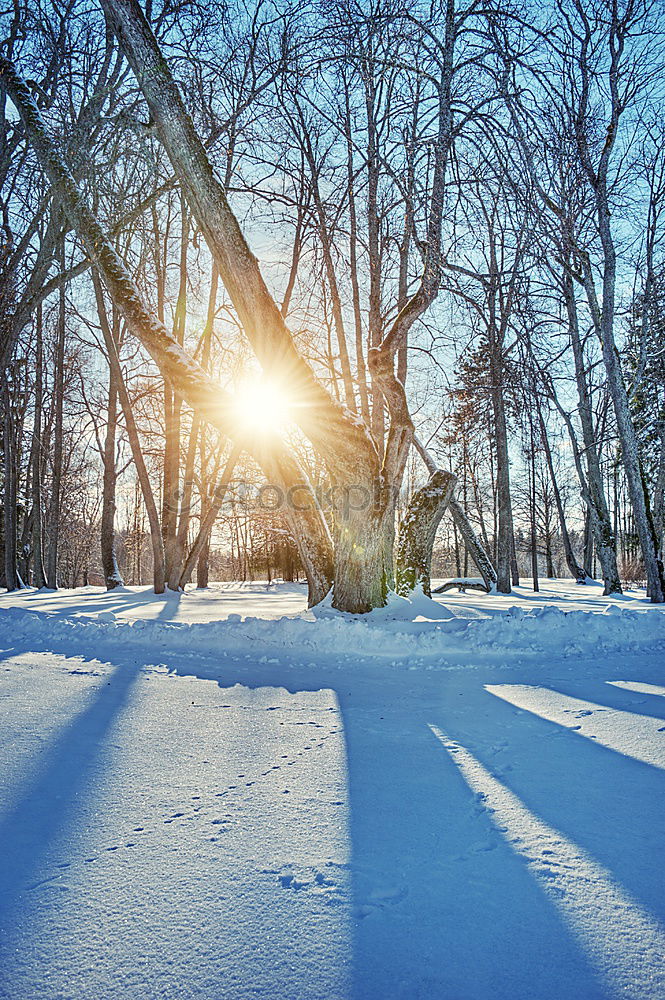 Similar – Image, Stock Photo Frosty sunrise Nature