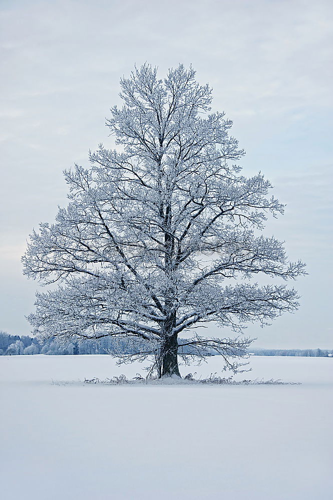 Similar – Image, Stock Photo winter tree Winter Snow