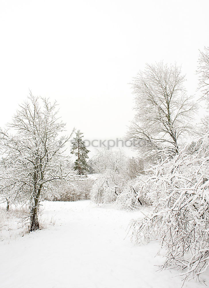 Similar – sunlight through oak tree branches in winter day