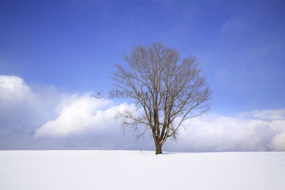 Similar – weiß/blau Baum Schnee