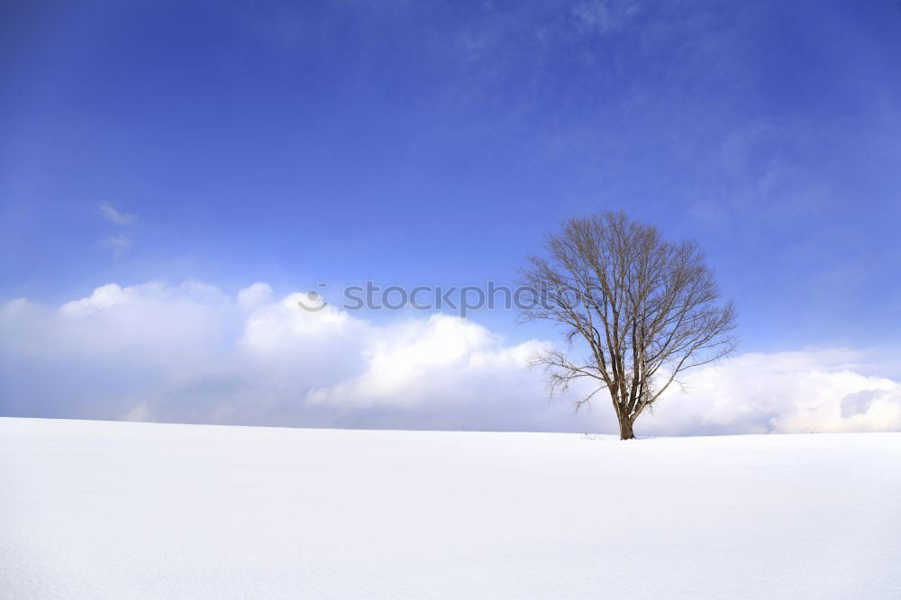 Similar – weiß/blau Baum Schnee