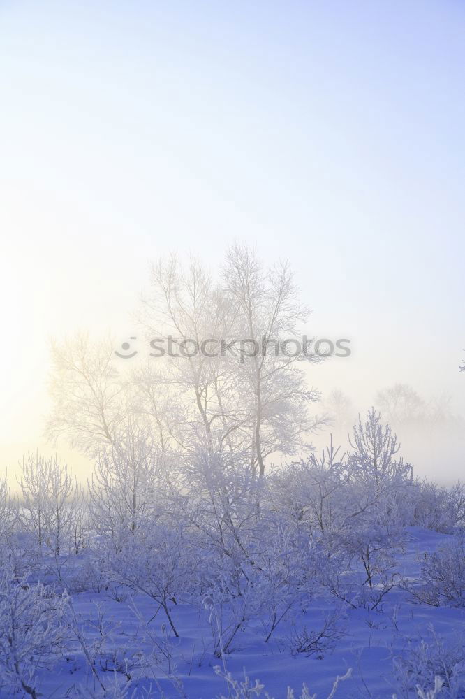 Similar – Image, Stock Photo Icy fog Environment Nature