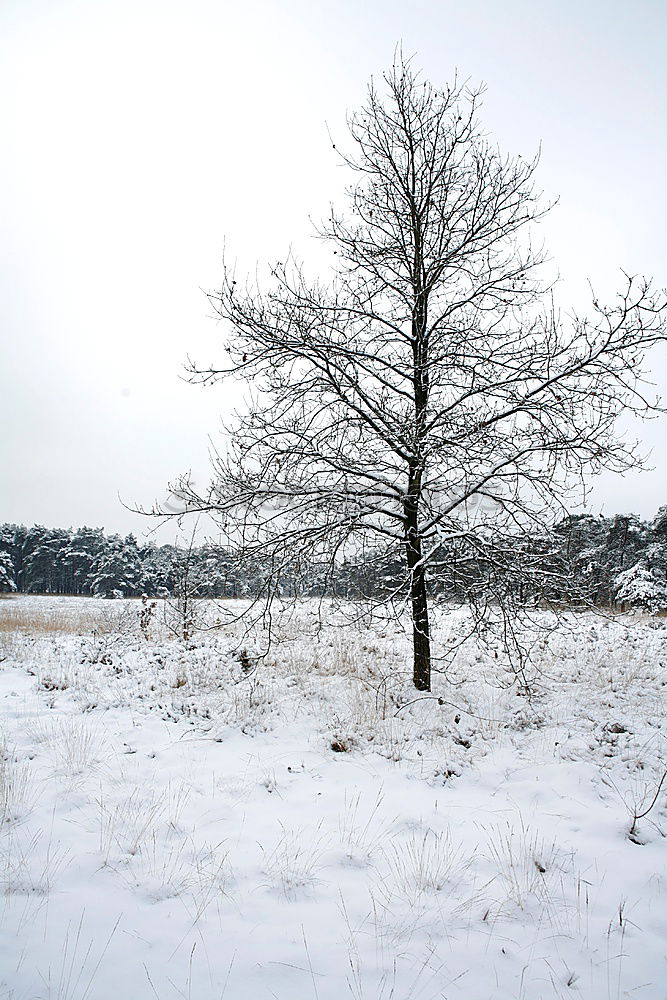 Similar – Image, Stock Photo winter tree Winter Snow