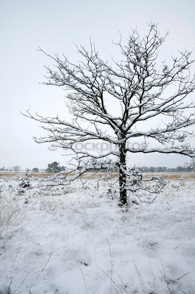 Similar – I Nature Winter Tree Park