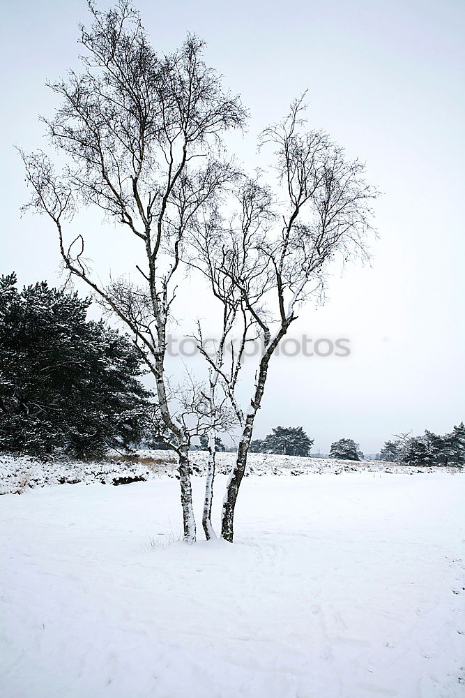 Similar – snow Masculine Man Adults