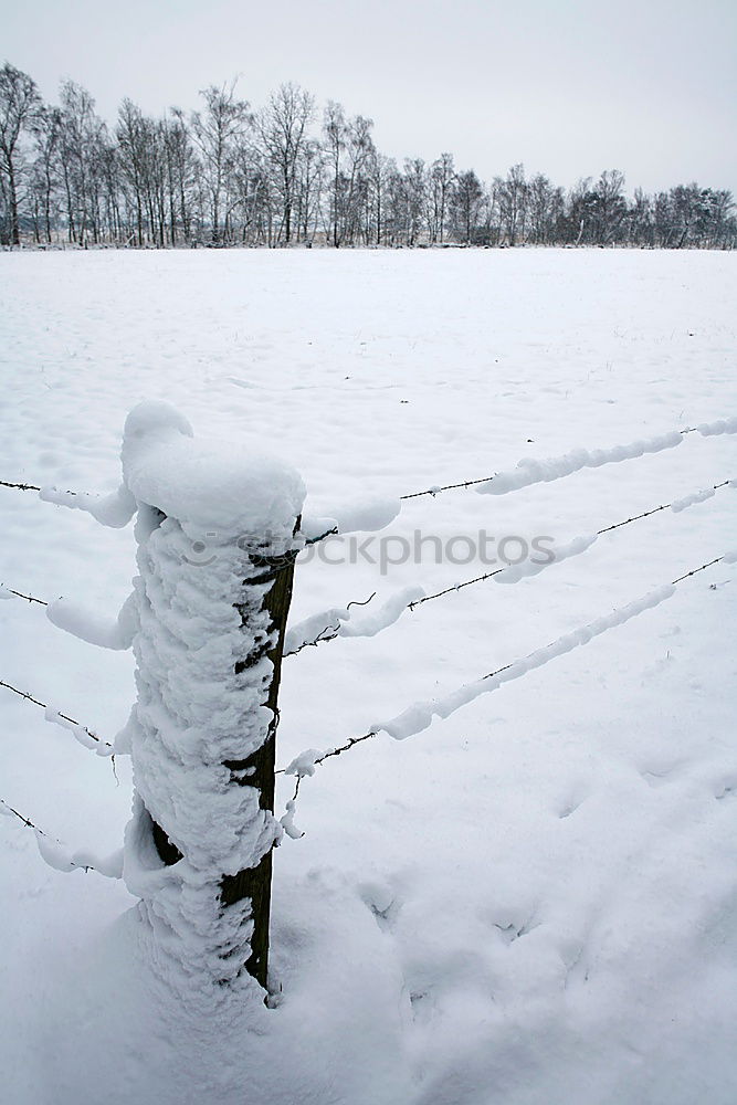 Similar – Rehturn Winter Ice Frost