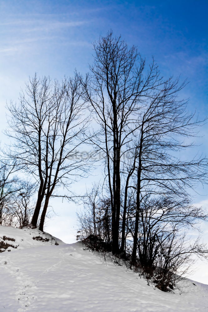 Similar – Image, Stock Photo new christmas card 10