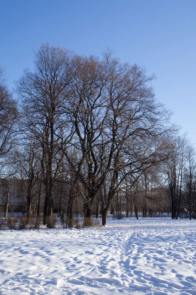 Image, Stock Photo winter sales Winter