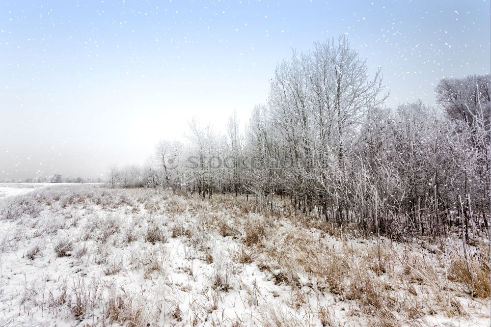 Similar – Image, Stock Photo Winter Impression_III Cold