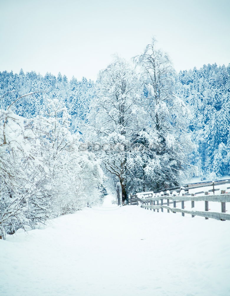 Similar – Foto Bild freizeitbetätigung Winter