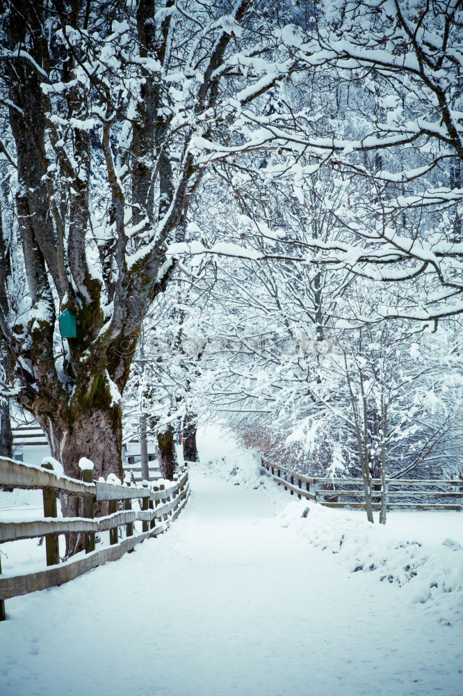 Similar – Image, Stock Photo Christmas forest Nature