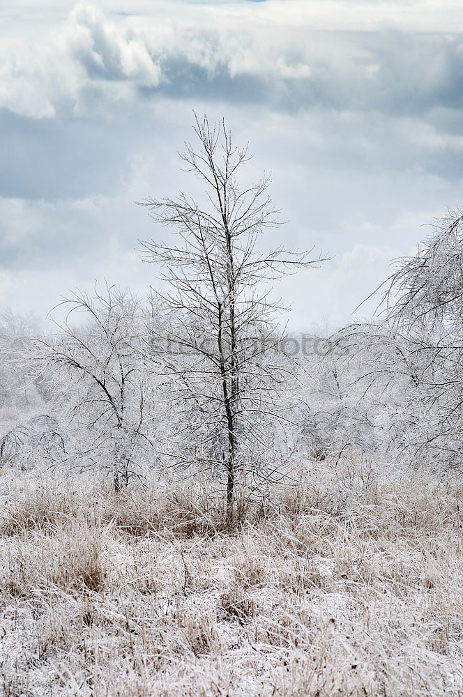 Similar – Foto Bild eisiges Moor Ausflug Ferne