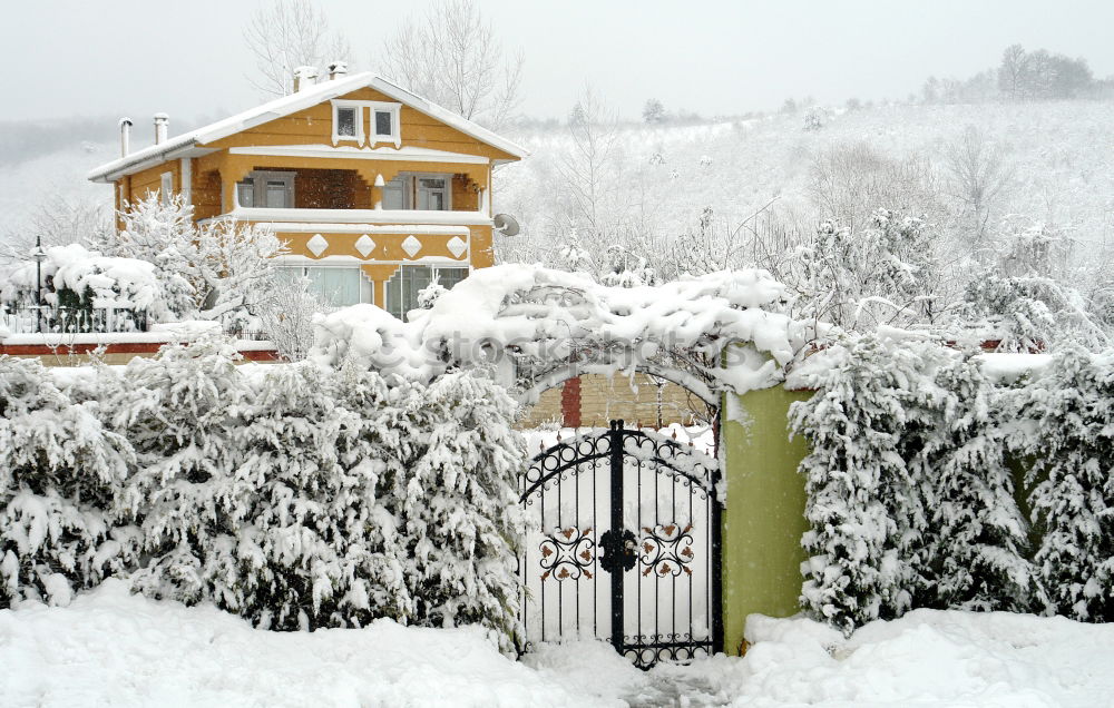 snow falling on meadows