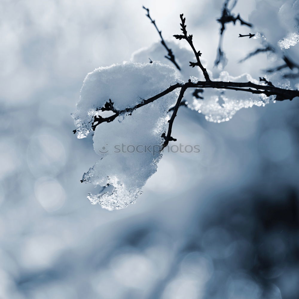 Similar – Image, Stock Photo icily Nature Plant Winter