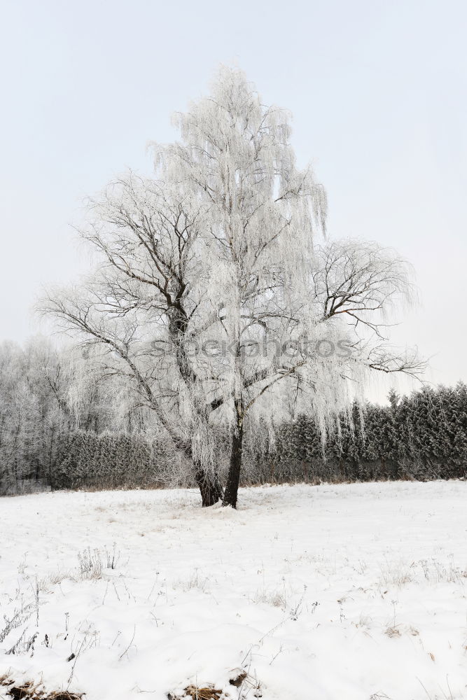 Image, Stock Photo winter tree Winter Snow