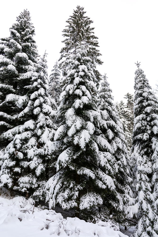 Similar – Image, Stock Photo winter top Exterior shot