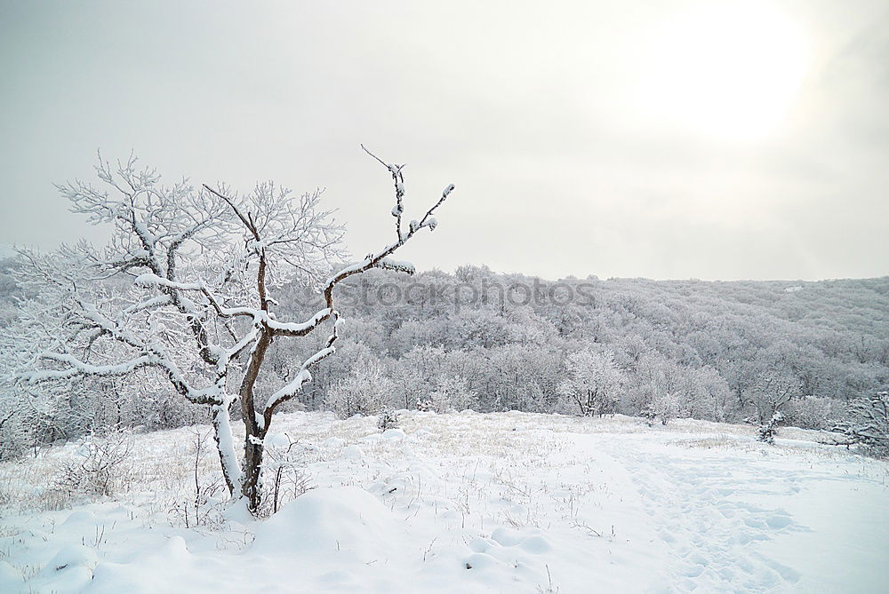 Similar – Winter landscape- icy forest