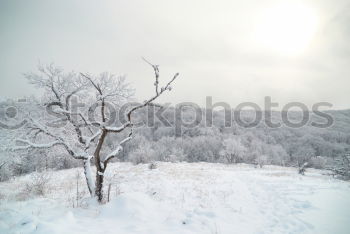 Similar – Winter landscape- icy forest