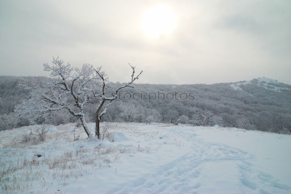 Winter landscape- icy forest