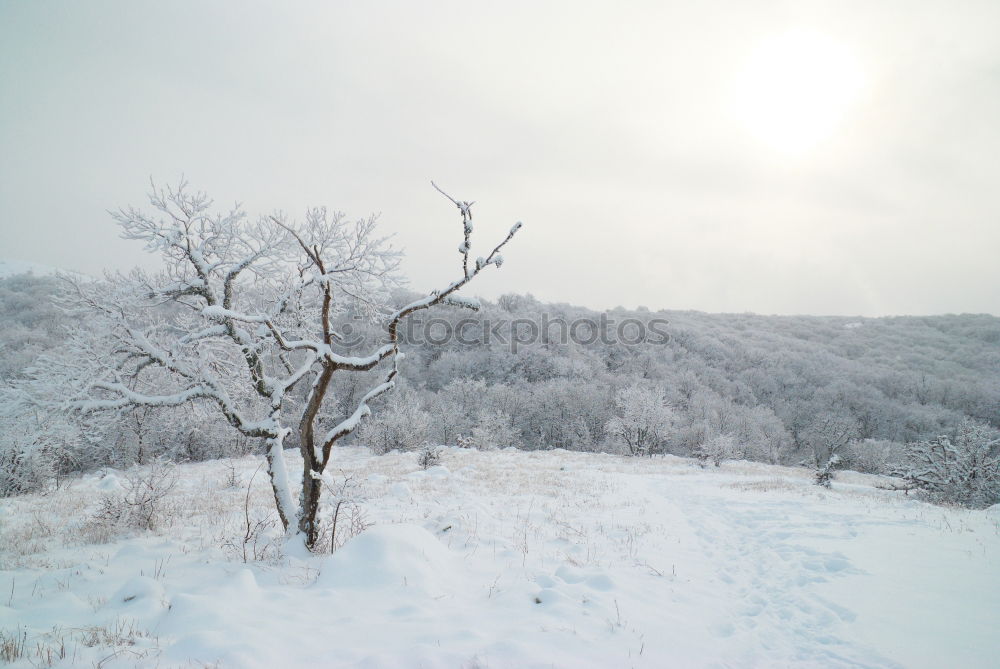 Similar – Winter landscape- icy forest