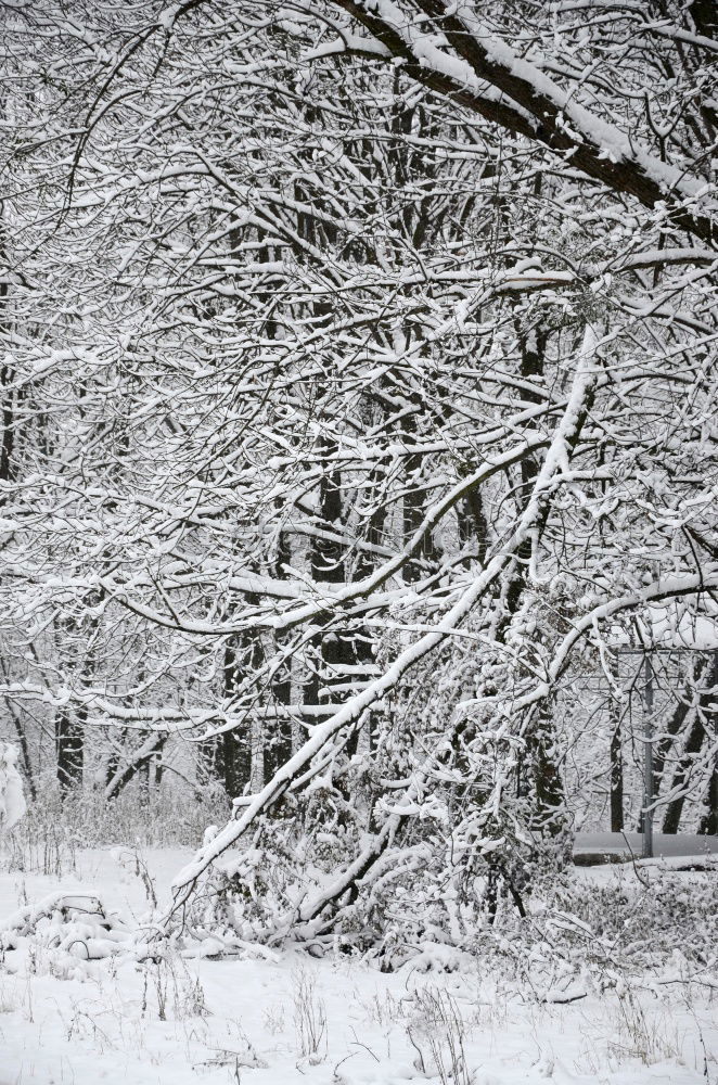 Similar – Image, Stock Photo Climate change I Winter