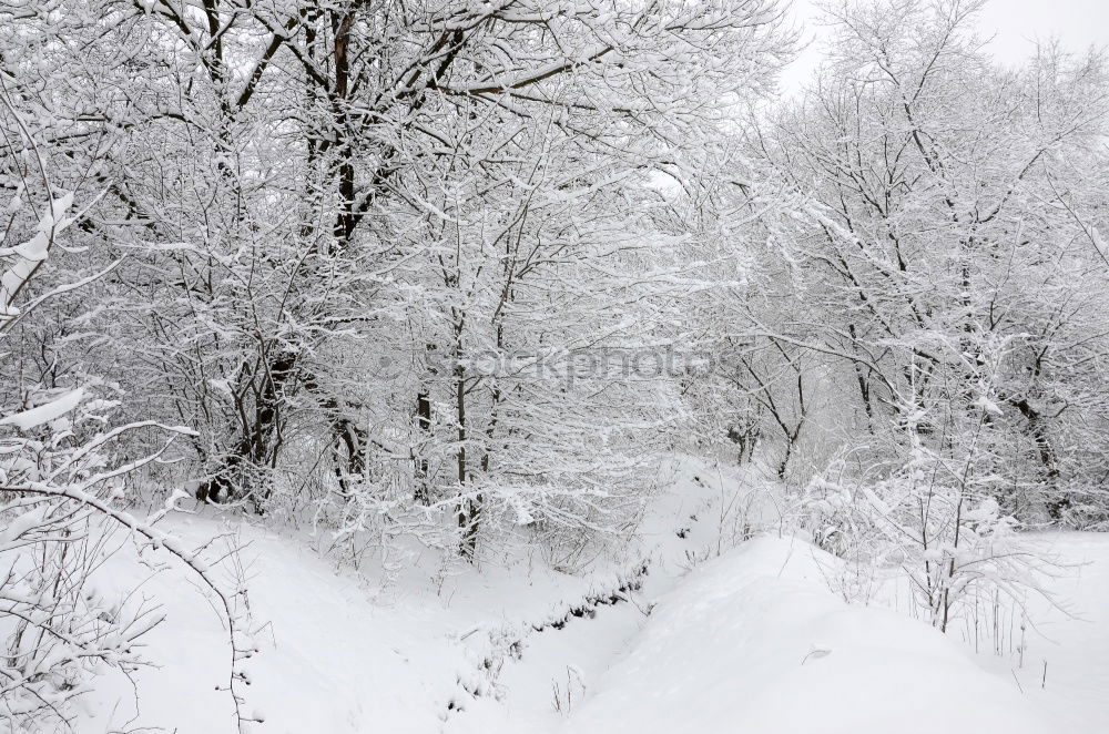 Similar – Image, Stock Photo 2 cut off windshield wipers sticking out of a car covered with snow