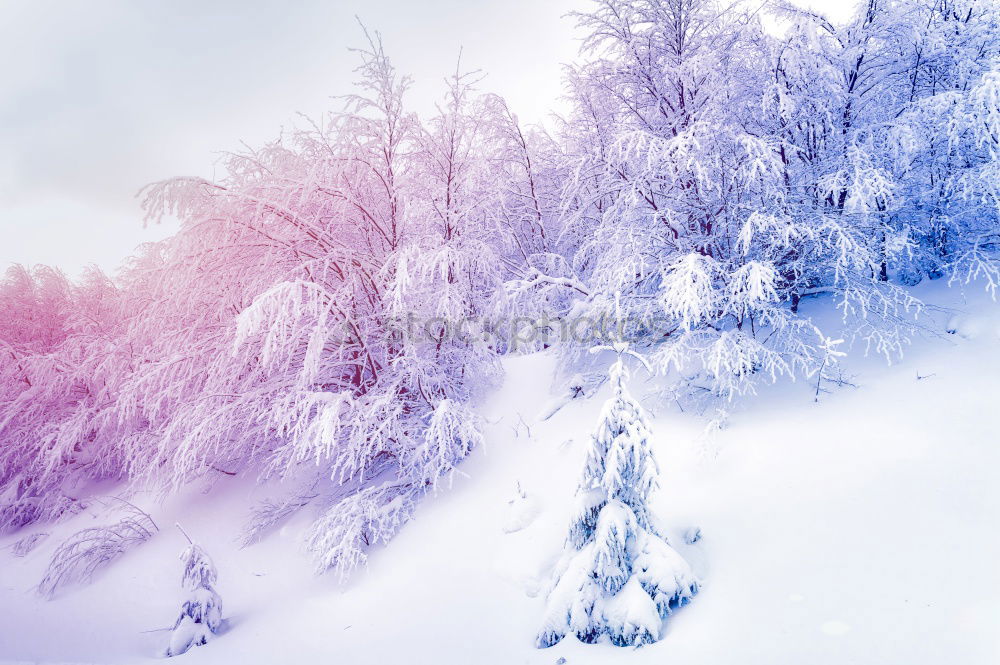 Similar – Double Winter Forest