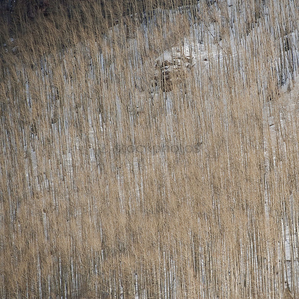 Similar – Image, Stock Photo wood texture Garden Spring