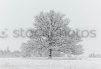 Similar – Image, Stock Photo winter tree Winter Snow