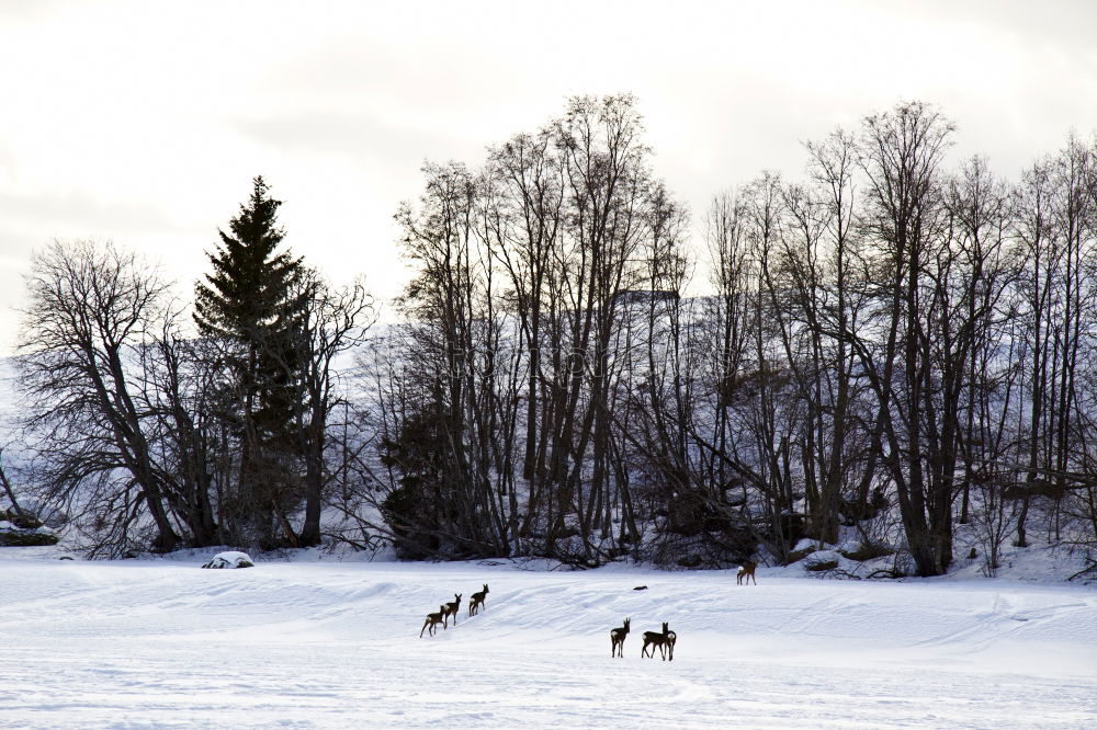 Similar – Image, Stock Photo tourism Snow Winter Ice