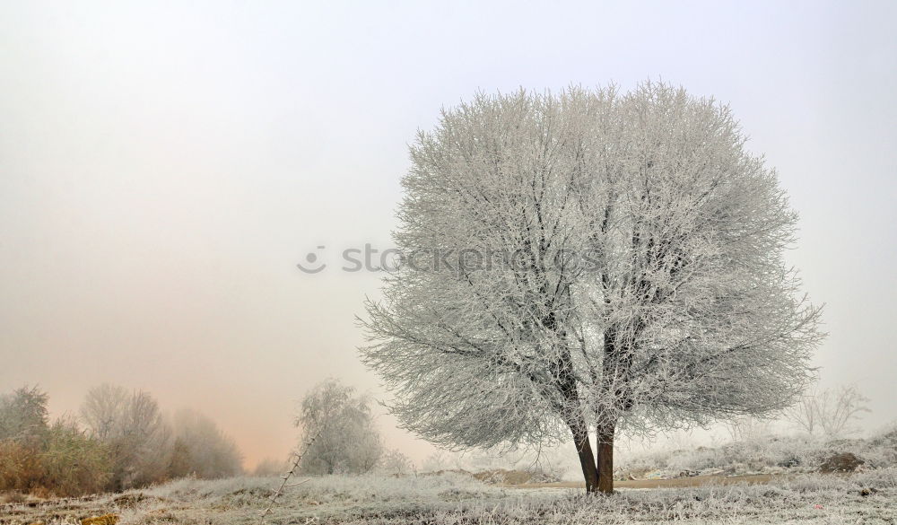 Similar – Image, Stock Photo First snow in the autumn park. Fall colors on the trees