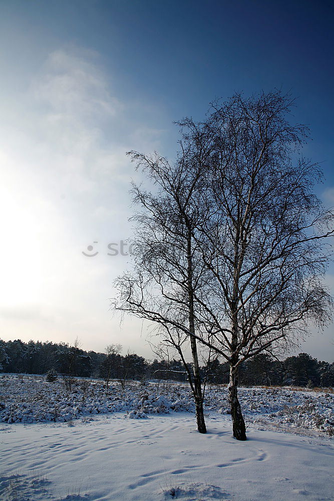 Similar – I Nature Winter Tree Park