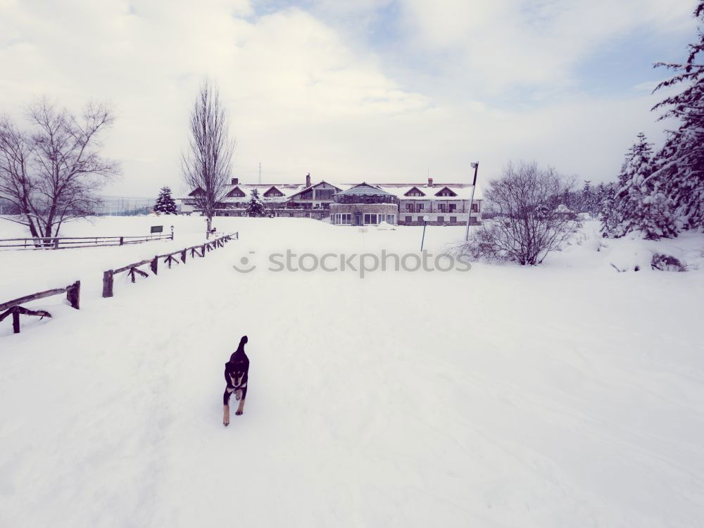 Similar – Image, Stock Photo Tourist with backpack in snowy forest