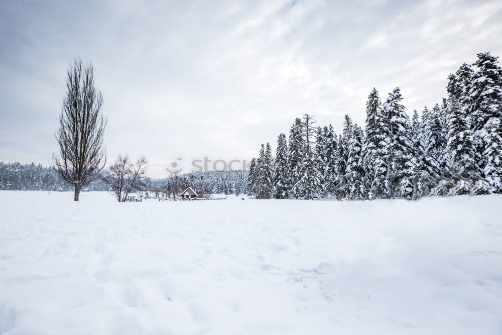Similar – Image, Stock Photo winter walk Winter Snow